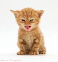 British shorthair red tabby kitten miaowing