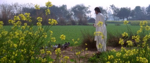 DDLJ243