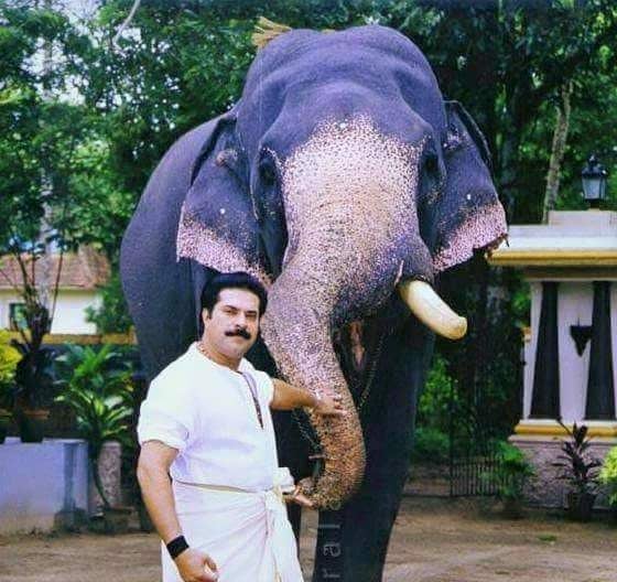 Image result for mammootty elephant
