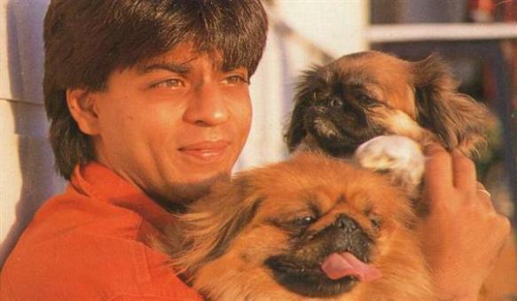 Image result for shahrukh khan puppy