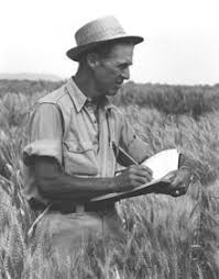 Image result for norman borlaug