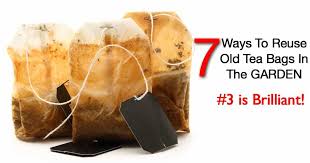 Can You Reuse Tea Bags In The Garden [7 Ways] #3 Brilliant!